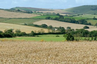 farmland