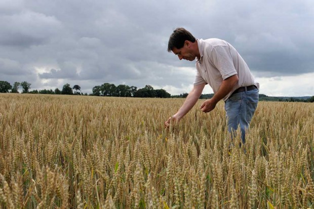farmer checking crops in field