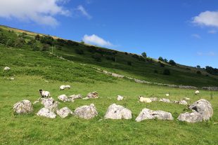 Sheep grazing on a grassy hill in Wharfedale in the Yorkshire Dales