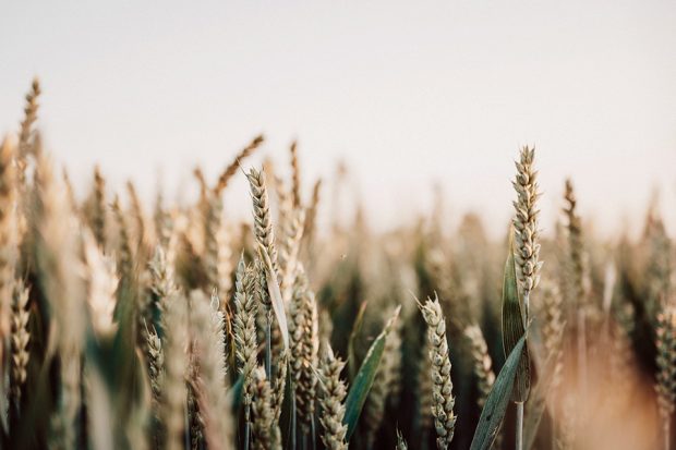 Wheat field