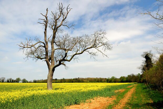 Tree in a field of yellow oil seed rape