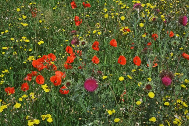 Wildflowers growing at the fields edge