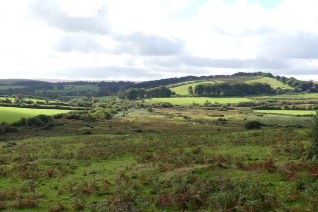 Grassland at Challacombe Farm on Dartmoor
