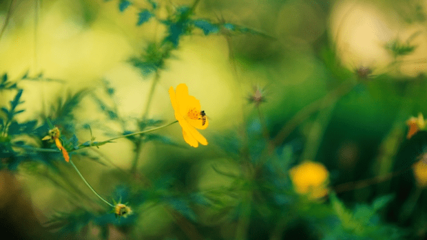 Close-up of bee pollinating a flower