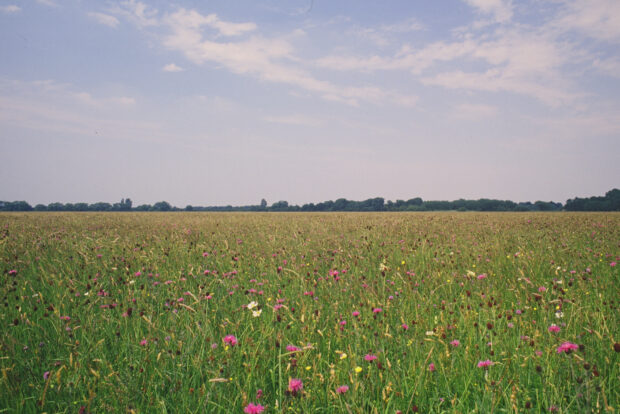 Grassland with wild flowers