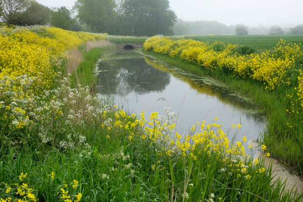 View of a dyke surrounded by wildflowers on the edge of a field