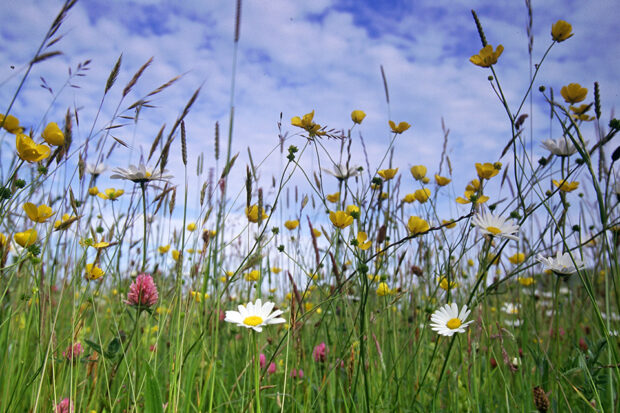 Close-up of wildflowers in a meadow