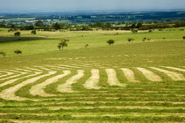 Green fields and landscape