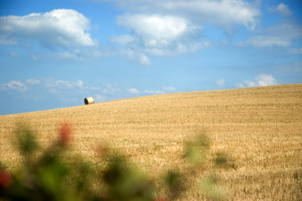 Field with hay