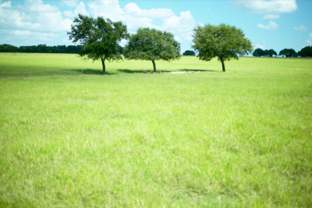 Field with three trees in the centre