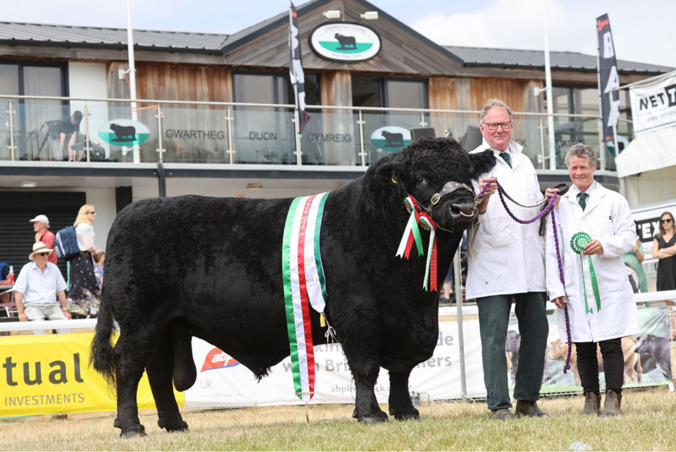 Jo at a show with Welsh black cattle