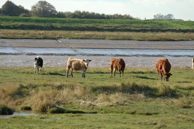 Mix cattle breed grazing on the Wash National Nature Reserve
