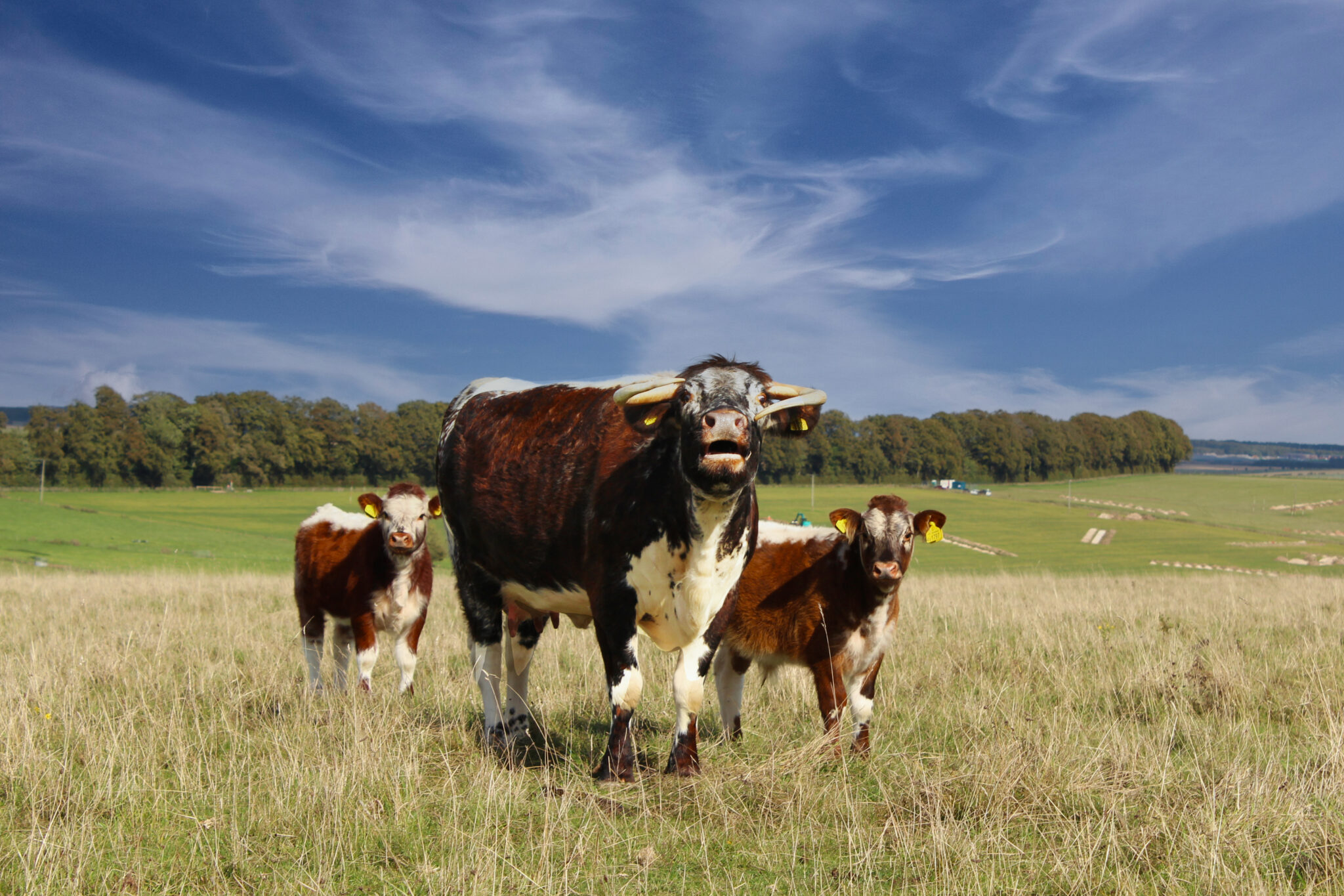 Celebrating 25 years of the British Cattle Movement Service Rural payments