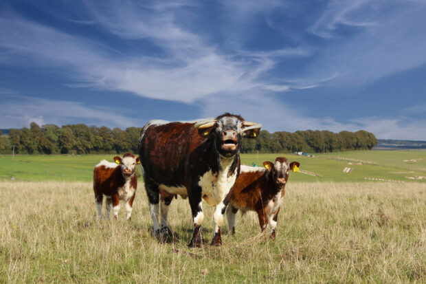 cow with two calves