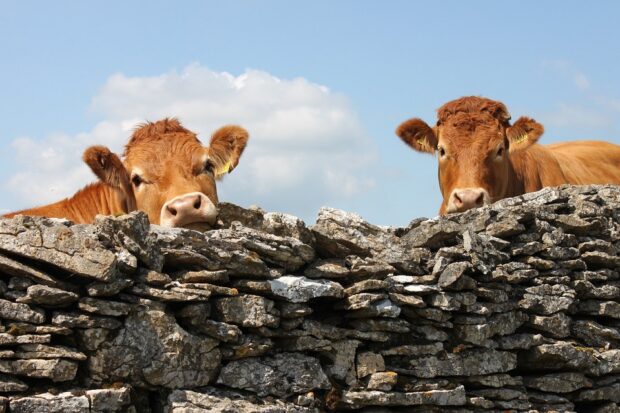 two cows looking over a wall