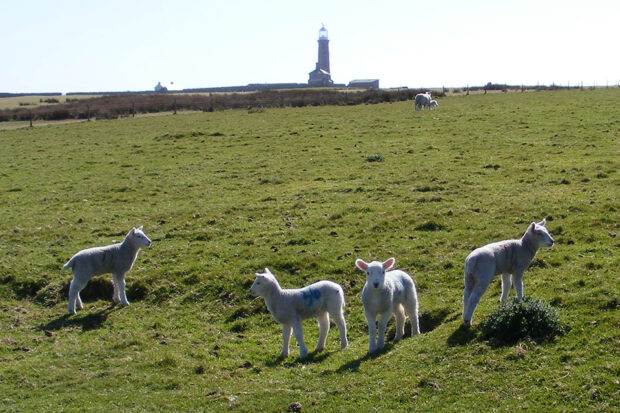 Four lambs grazing in a field with a lighthouse in the distance