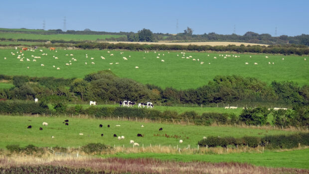 fields with cows and sheep