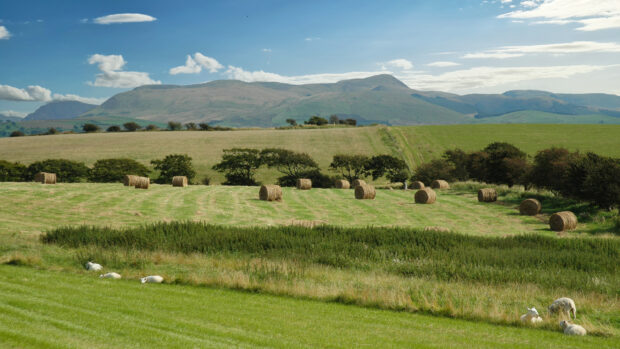 Sheep and haystacks landscape