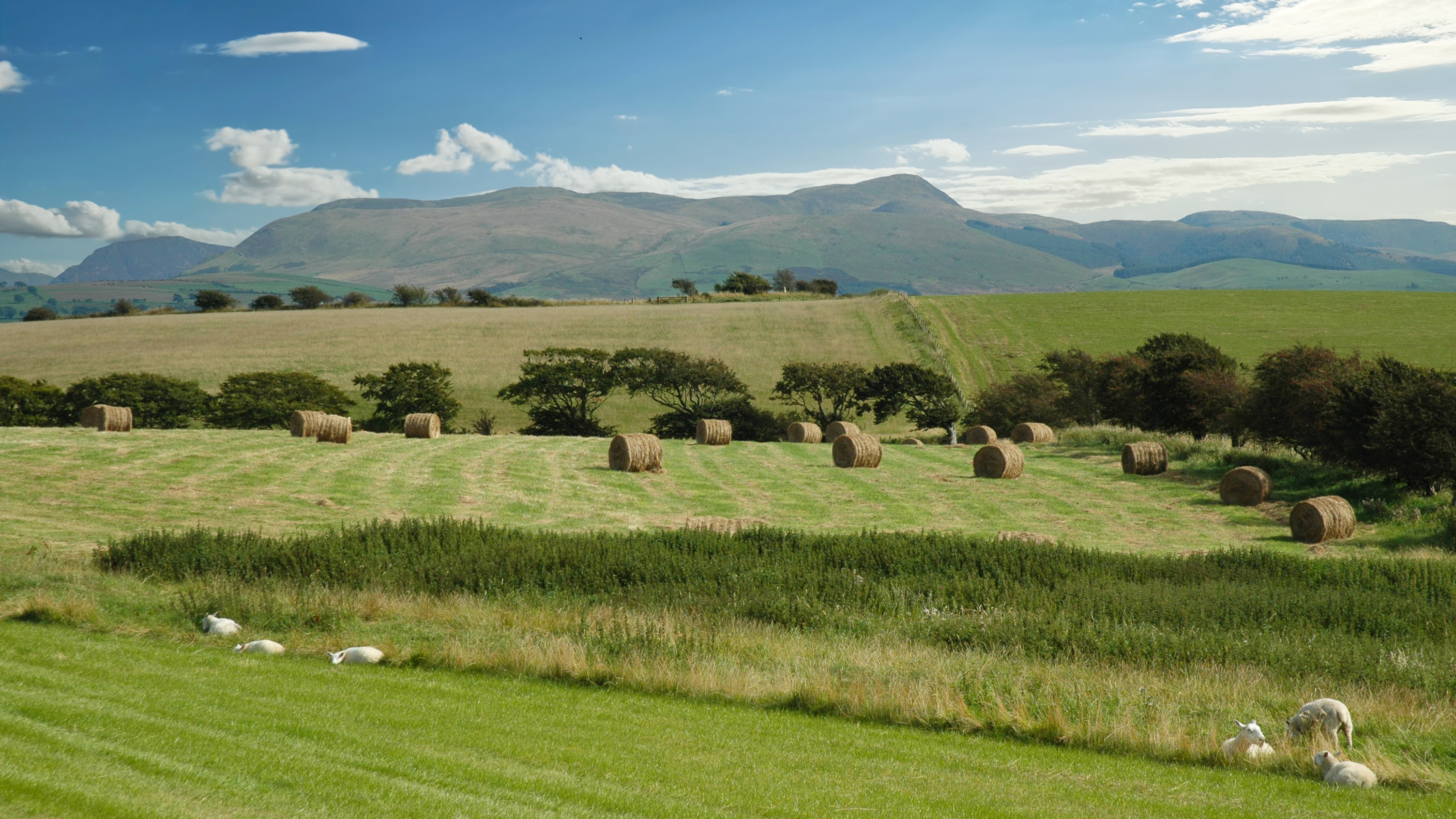 Sheep Haystack The Rural Payments Agency – embedding sustainability in everything we ...