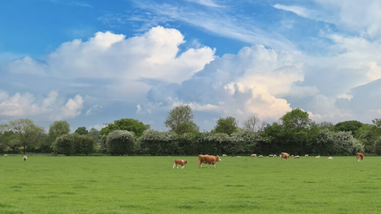 Countryside Stewardship and Environmental Stewardship revenue claims