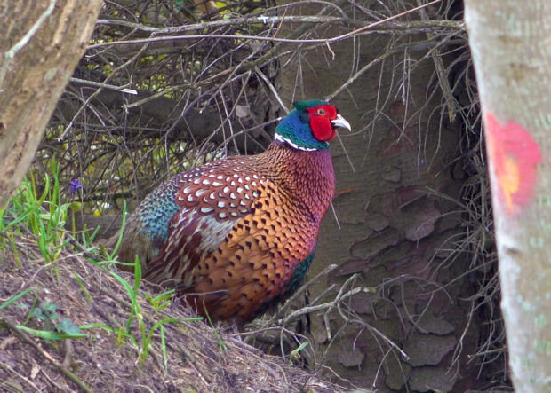 Photograph of a pheasant in woodland