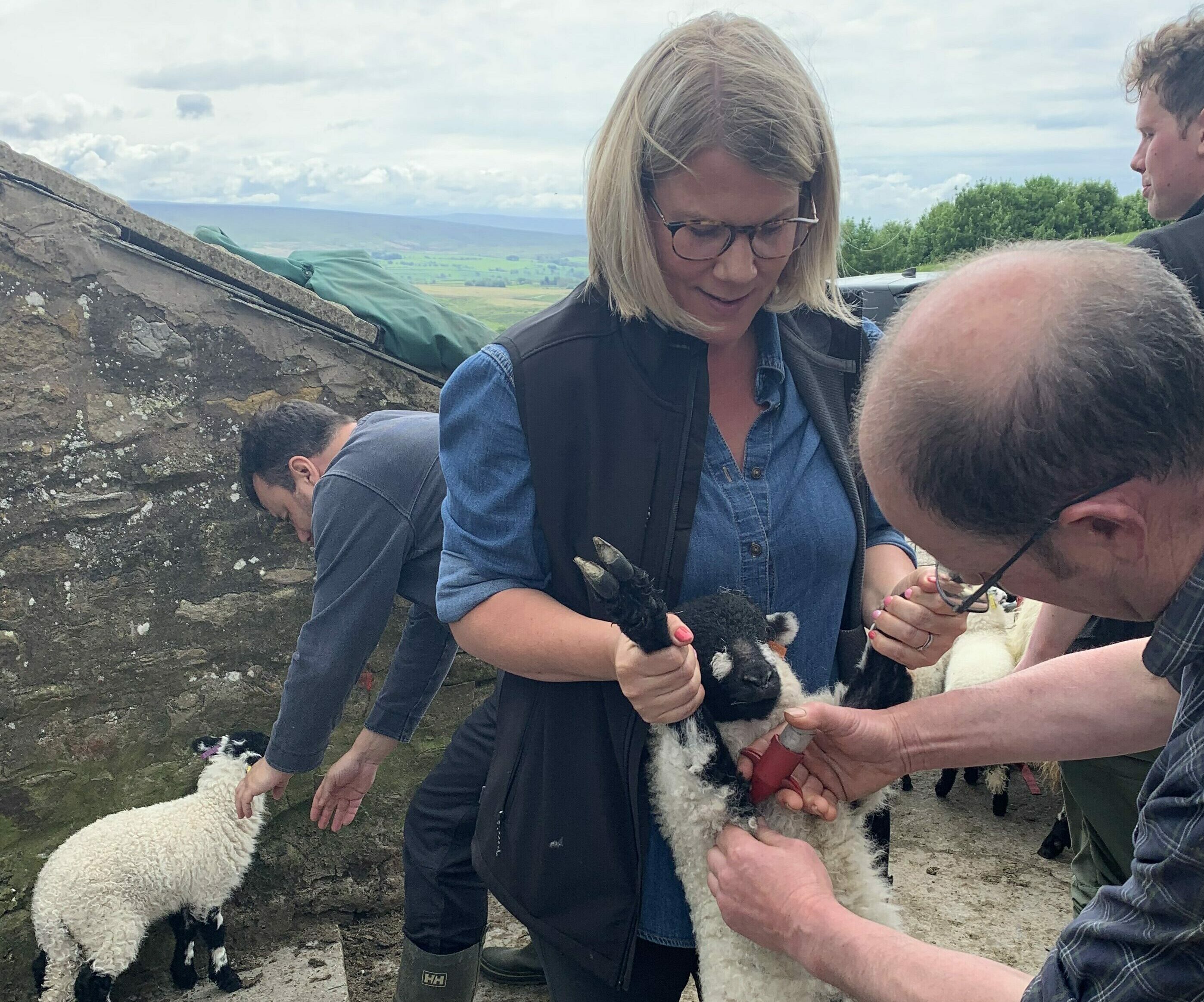 Photograph of Marie Hardeman holding a lamb while the farmer injects the lamb with a vaccination