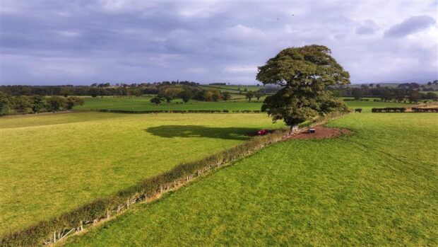 Field with hedge and tree