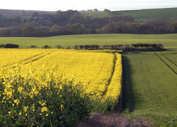 Image of field with oilseed rape crop.